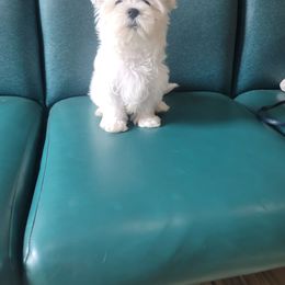 SOLD - White Maltese puppy in Bensalem, Pennsylvania from Maltese Momma