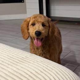Denim - Cream male Goldendoodle puppy in Payson, Utah from Country Sky Doodles