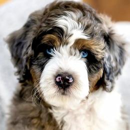 Aussiedoodles, Australian Labradoodles, Bernedoodles, and Cockapoos from Furrytaildoodles