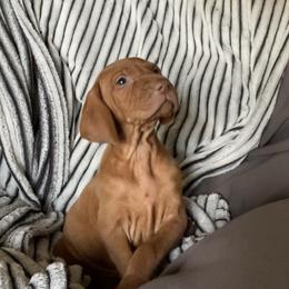 Meta Knight - Golden rust male Vizsla puppy in Bloomington, Indiana from Envizion