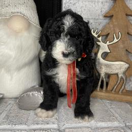 Yellow - Black and white female Sheepadoodle puppy in Archer, Florida from Gainesville Sheepadoodles