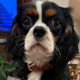 Cobra - Cavalier King Charles Spaniel