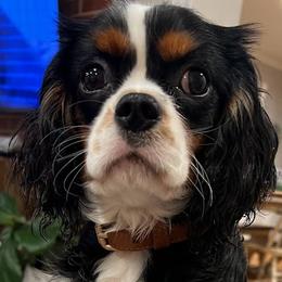 Cobra - Cavalier King Charles Spaniel