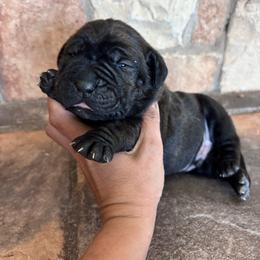 Orange collar - Chestnut brindle male Cane Corso puppy in Tucson, Arizona from Cane Corso Friends