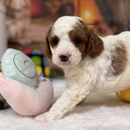 ALFIE - White male Cavapoo puppy in Dickerson, Maryland from Pawsome Aussie Doodles and Oodles