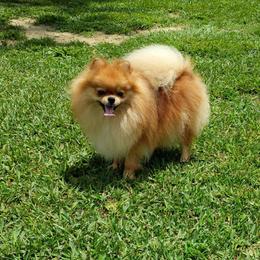 Tater - Pomeranian