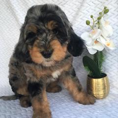 Nebula - female Australian Mountain Doodle puppy in Blairstown, Missouri from Shepherd Hill Doodles