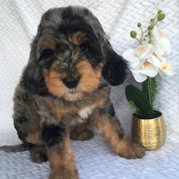 Nebula - female Australian Mountain Doodle puppy in Blairstown, Missouri from Shepherd Hill Doodles