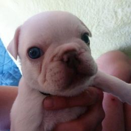 French Bulldogs from SD Jackpot Frenchies