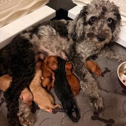 Stormi - Goldendoodle