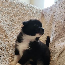 Lover Boy - Black Australian Shepherd puppy in Walhalla, South Carolina from Hickory Woods Aussies