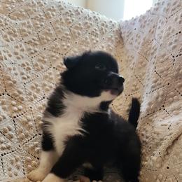 Lover Boy - Black Australian Shepherd puppy in Walhalla, South Carolina from Hickory Woods Aussies
