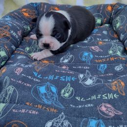 Girl 3) Persephone - Black and white female Boston Terrier puppy in Mesa, Arizona from Lehi Valley Boston Terriers