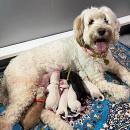 Yellow Collar - Black and chalk female Australian Labradoodle puppy in Mount Gilead, North Carolina from Tillery Labradoodles