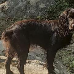 Boykin Spaniels from Tracey Snyder