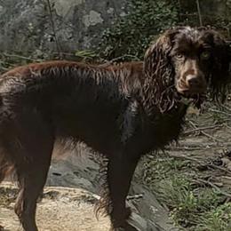 Boykin Spaniels from Tracey Snyder