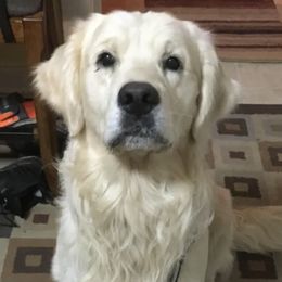 Golden Retrievers from Sunlit Cream Goldens