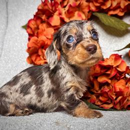 Dachshund Puppies from Royal Bloodline Canines