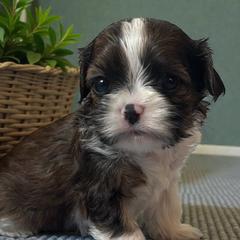Tommy - Black gold and white male Cavatzu puppy in Oklahoma from Rocky Oak Cavaliers & Biewer Terriers LLC