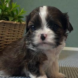 Tommy - Black gold and white male Cavatzu puppy in Oklahoma from Rocky Oak Cavaliers & Biewer Terriers LLC