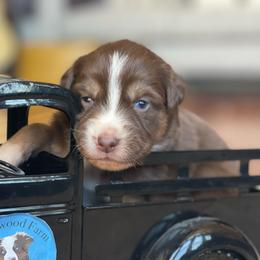 Shandy - Red tri-color female Australian Shepherd puppy in Marshall, Virginia from Greywood Farm Aussies