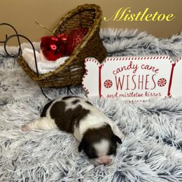 Mistletoe - Red and white male Shih Tzu puppy in Vernon, New Jersey from Calta’s Cute Shih Tzu