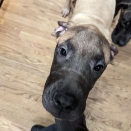 Girl 3 - Mastiff puppy in Rotterdam, New York from Geier's English Mastiff's🐾❤️