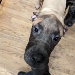 Girl 3 - Mastiff puppy in Rotterdam, New York from Geier's English Mastiff's🐾❤️