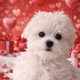 Snow Angels Princess Dior - female Maltese puppy in Anza, California from Top Shepherd - Snow Angels Bichon Frisé, Maltise.