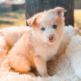 Sourdough - Merle male Pomsky puppy in Cleveland, Ohio from Lake Point Pomskies