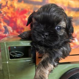 Bentley - Black and tan male Shih Tzu puppy in Claremont, California from Lovable Shih Tzus