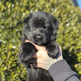 Boy 1 - Black male German Shepherd puppy in Warwick, Rhode Island from Karma Kennels