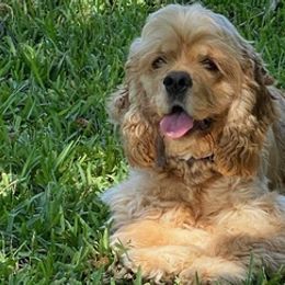 Cocker Spaniels from Southern Family Kennel