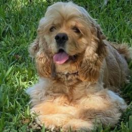 Cocker Spaniels from Southern Family Kennel