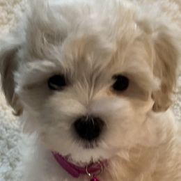 Ellie - Cream Maltipoo puppy in Fredericksburg, Ohio from Edna Keim
