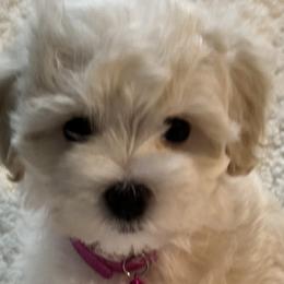 Ellie - Cream Maltipoo puppy in Fredericksburg, Ohio from Edna Keim