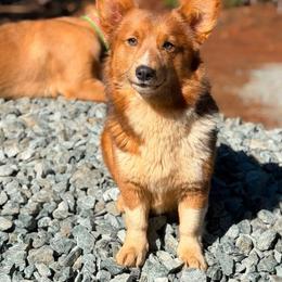 Elvira - Pembroke Welsh Corgi