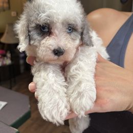 Queenie - Merle female Cavapoo puppy in Knoxville, Tennessee from Rocky Top Cavapoos