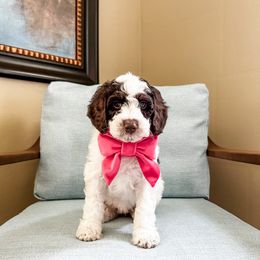 Lily - Chocolate female Australian Labradoodle puppy in Orlando, Florida from Delano Australian Labradoodles