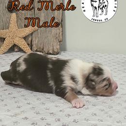 Lewis - Red merle male Miniature Australian Shepherd puppy in Jaroso, Colorado from Heaven Sent Aussies