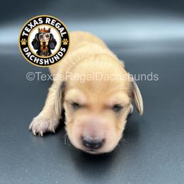 Mochi 3500 - Cream female Dachshund puppy in Houston, Texas from Texas Regal Dachshunds LLC