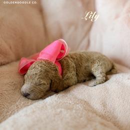Lily - Cream female Goldendoodle puppy in Noblesville, Indiana from Heart & Paw Goldendoodle Co.
