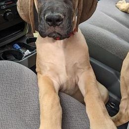 Great Danes from Sand Dollar Danes