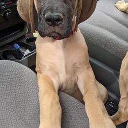Great Danes from Sand Dollar Danes