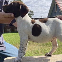German Shorthaired Pointers from Selby's German Shorthaired Pointers