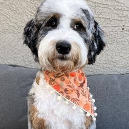 Maisey - Bernedoodle