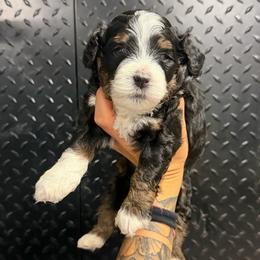 Cache - Tri-color male Bernedoodle puppy in Horseshoe Bend, Idaho from Over the Moon Poodles and Doodles