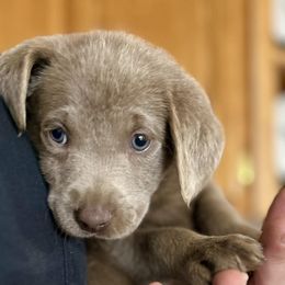 Dilute Retrievers and Labrador Retrievers from Olympic Mountain Labradors