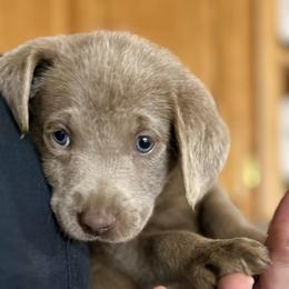 Dilute Retrievers and Labrador Retrievers from Olympic Mountain Labradors