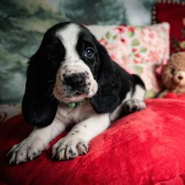 Winter - Black and white male Basset Hound puppy in Hodges, South Carolina from Blooming Basset